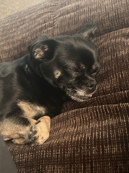 Bella