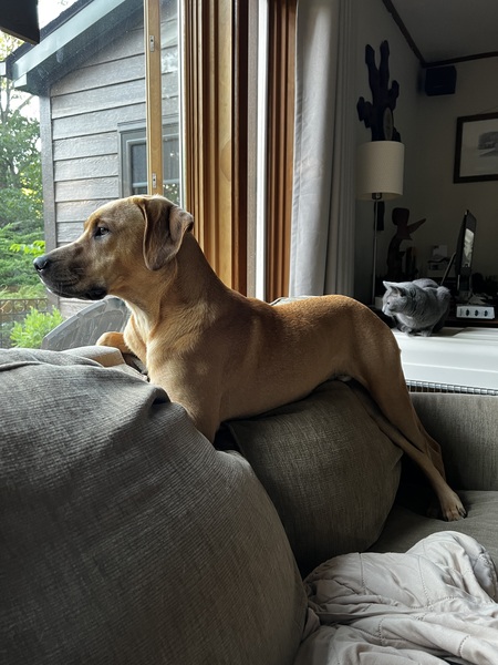 Reggie