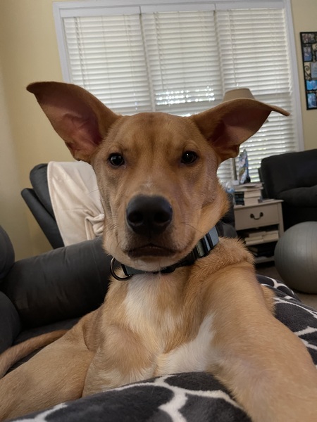 Watson