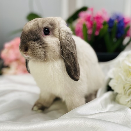 Thumper