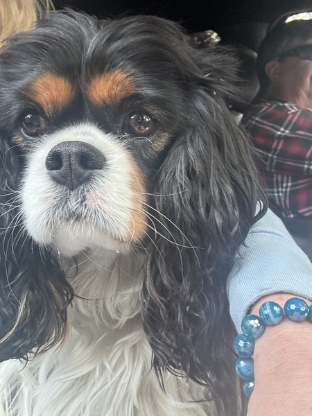 Cheseapeake " Chessie "  