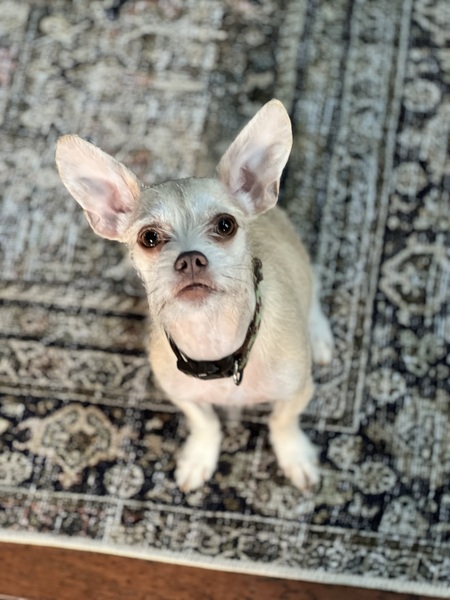 Jet