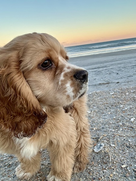 Copper
