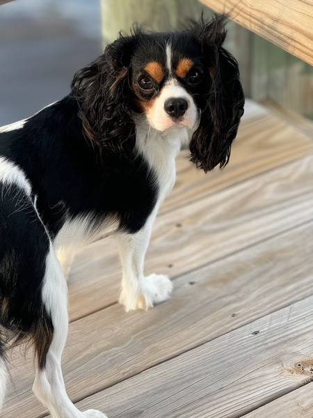 Cooper