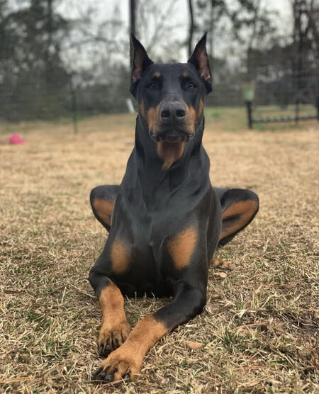 Rebel