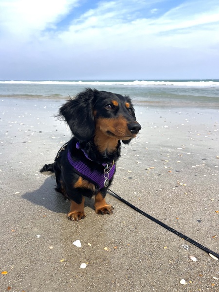 Maggie