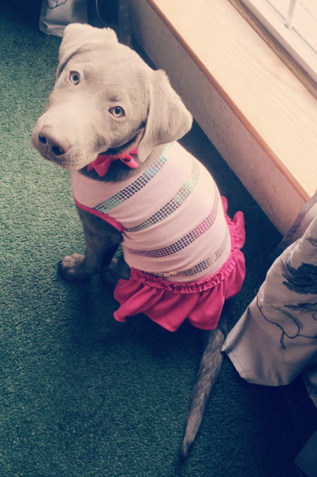 Scarlett Grey (Biscuit)™