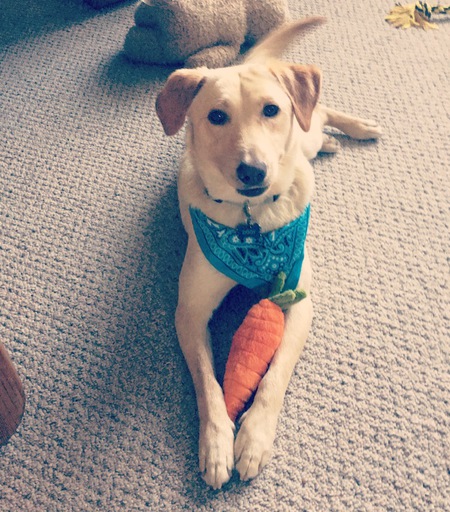 Ziggy