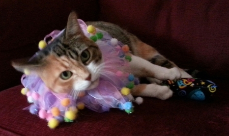 Molly-Dolly