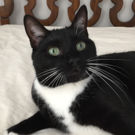 Marcel (aka Mr. Martell)