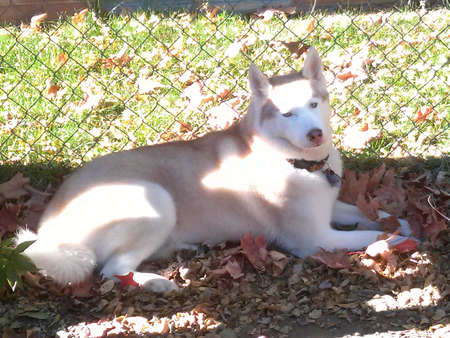 Rylee