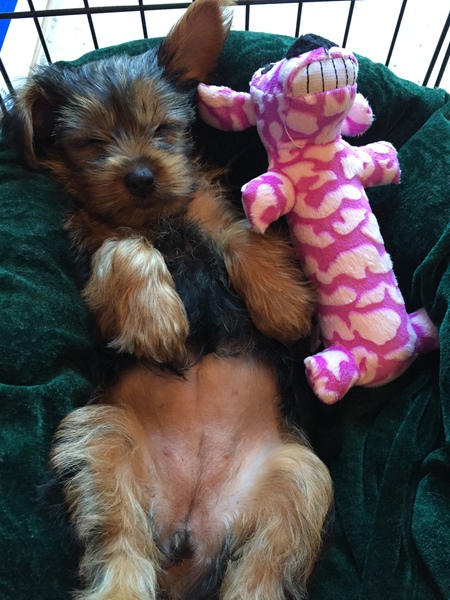 CoCo