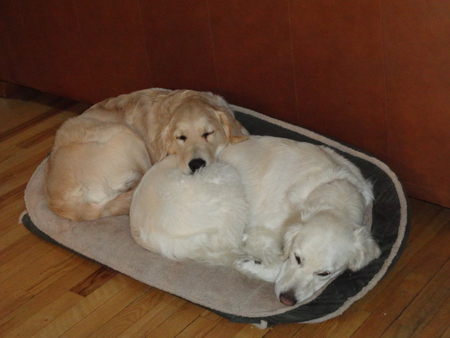 Lenny and Sweet Pea