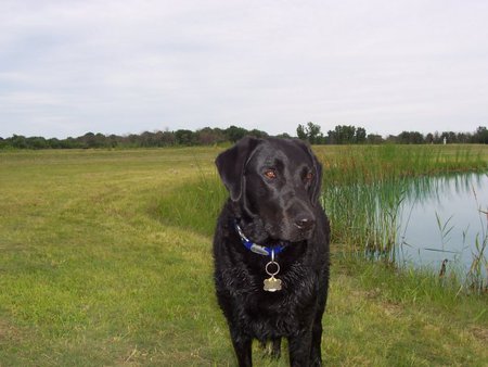 Buddy