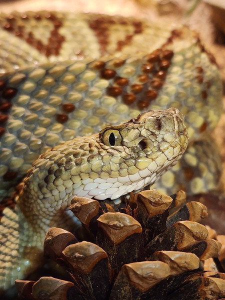 Kululkan The Yucatan Rattlesnake 