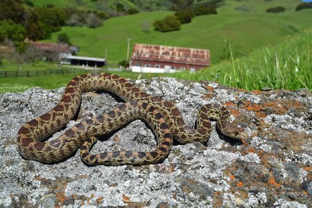 Pacific Gophersnake with a picturesque view of Northern California’s green rolling hills