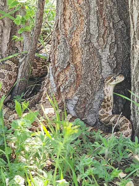 Friendly Western Ratsnake