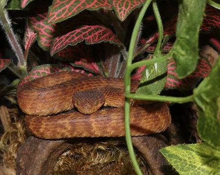 Arson the Variable Bush Viper