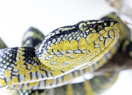Waglers Viper