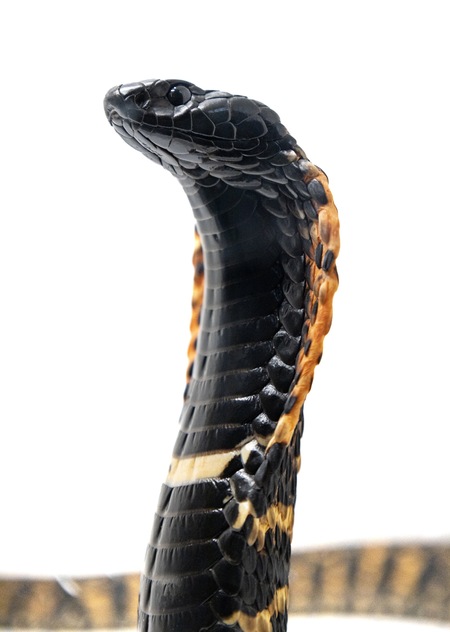 Rinkhals Spitting Cobra 