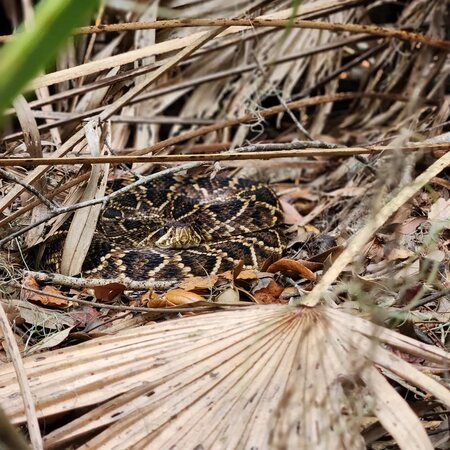 Eastern Diamondback In Situ