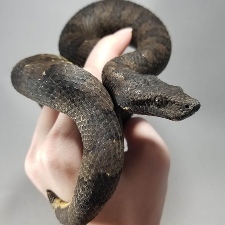 Aspen the Living Dragon