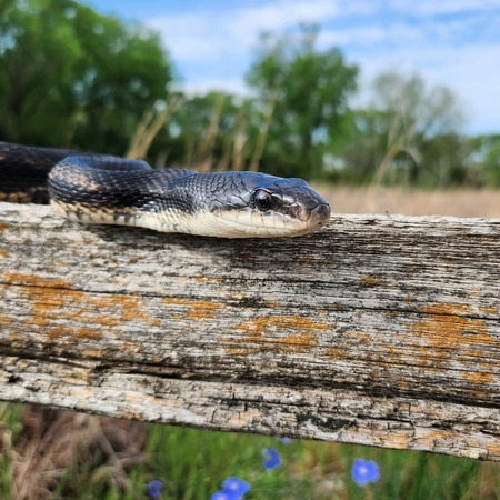 Ratsnake on a Spring Morning