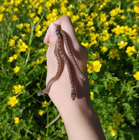 A Handful of Storeria
