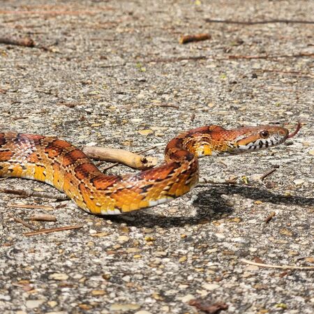 Corn Snake Crossing