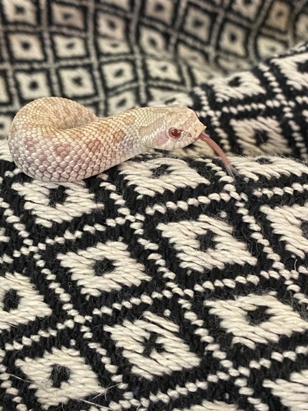 Malfoy the Western Hognose 