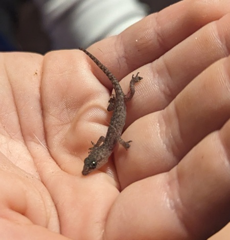 Saving a Mediterranean House Gecko