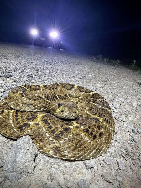 Diamondback as cruised