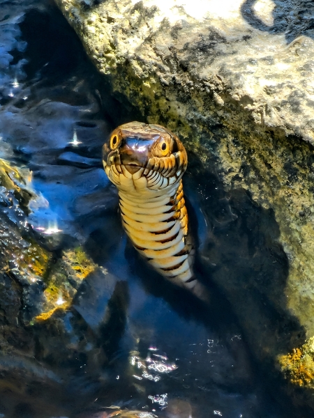 Northern Watersnake
