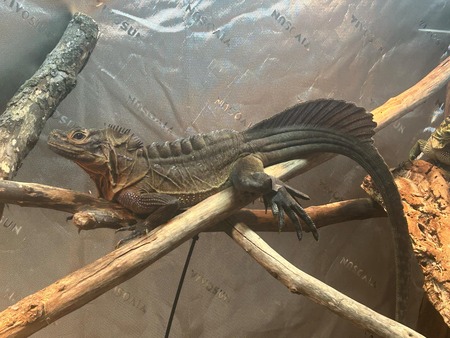 Bowie the sailfin 