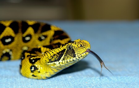 Ethiopian mountain adder