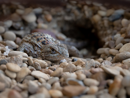 Lurky Lizard
