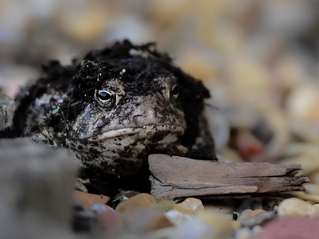 Toadally Watching You