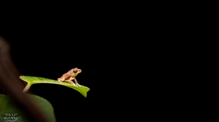 Just a Little Guy