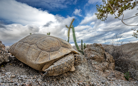 Shirley the Mountain-climbing Tortoise