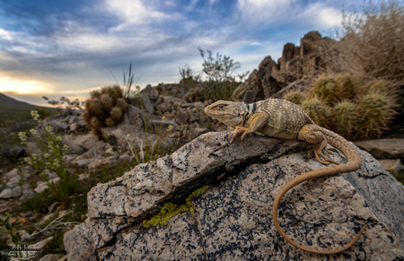 Desert Dweller