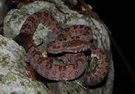 Protobothrops sieversorum In Laos