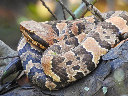 Punkin the Cottonmouth