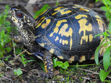 Common Box Turtle