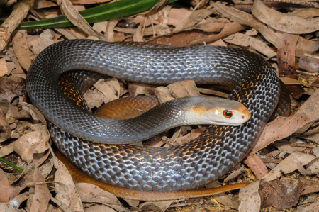 Papuan Taipan