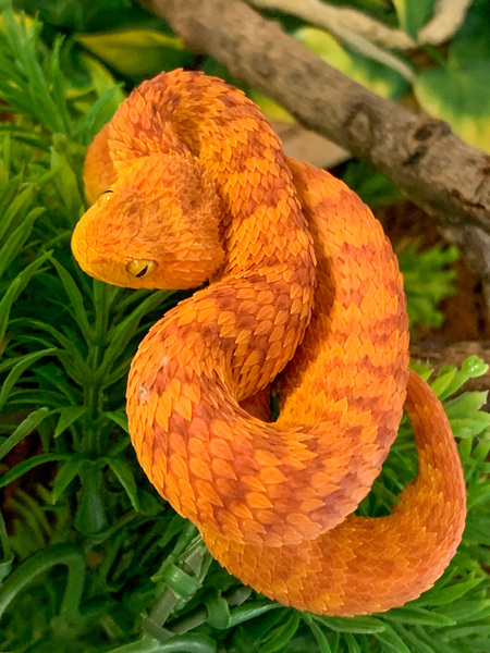 Clementine