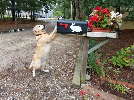 Dixie 
