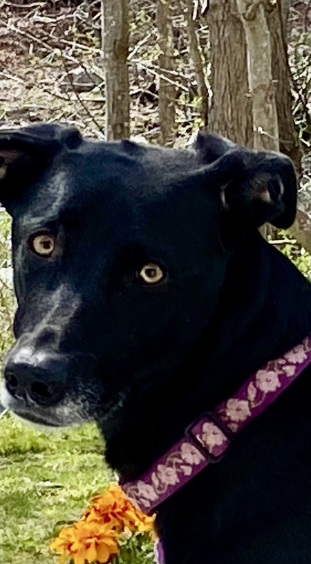 Rosie