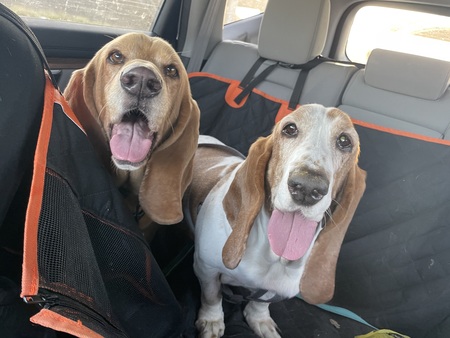 Milo and Ivy