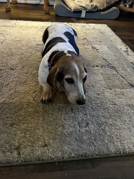 Bailey