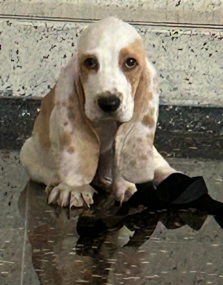 Oscar
